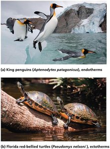 Endotherms vs. ectotherms: penguins and turtles