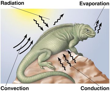 Heat exchange: radiation, evaporation, convection, conduction