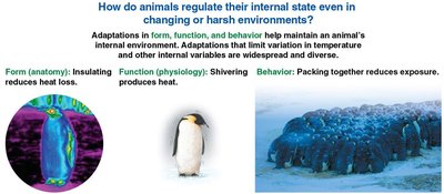 How animals regulate their internal state: penguin adaptations