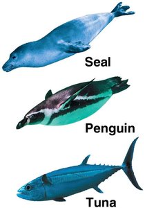 Convergent evolution in fast swimmers: seal, penguin, tuna