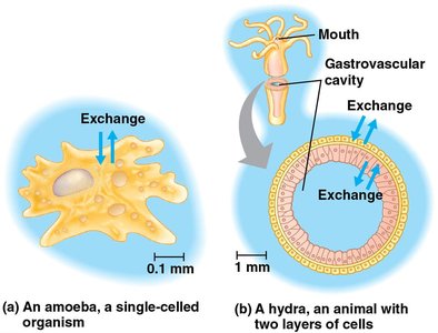 Direct exchange with the environment: amoeba and hydra