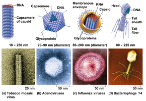 Virus structure and types