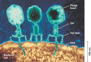 Bacteriophage structure