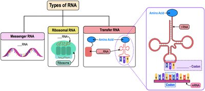 Diagram showing types of RNA: mRNA, rRNA, tRNA