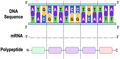 Diagram showing DNA sequence, mRNA, and polypeptide