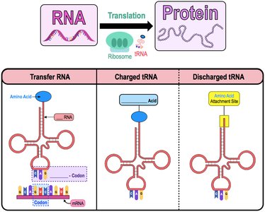 Diagram showing translation: RNA to protein