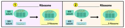 Diagram showing ribosome subunits in prokaryotes and eukaryotes