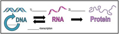 Diagram of the central dogma: DNA to RNA to Protein