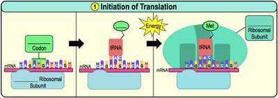 Diagram showing initiation of translation
