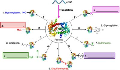Diagram showing types of post-translational modifications
