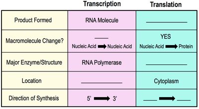 Table comparing transcription and translation