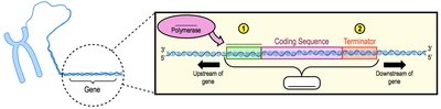 Diagram showing gene structure with promoter, coding sequence, and terminator