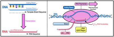 Diagram showing transcription from DNA to RNA