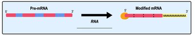 Diagram showing pre-mRNA processing to mature mRNA