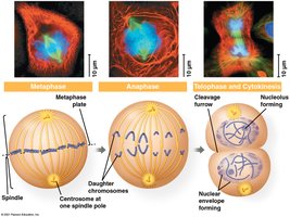 Exploring mitosis in an animal cell (prometaphase through metaphase)