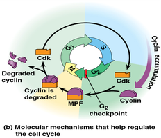 Molecular mechanisms that help regulate the cell cycle