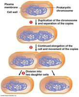 Binary fission of a prokaryotic cell