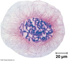 Eukaryotic chromosomes