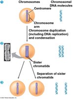 Chromosome duplication and distribution during cell division