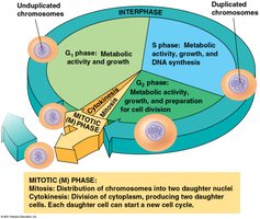 Phases of the cell cycle