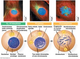 Exploring mitosis in an animal cell (G2 of interphase through prophase)