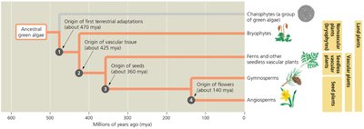 Timeline of major steps in plant evolution
