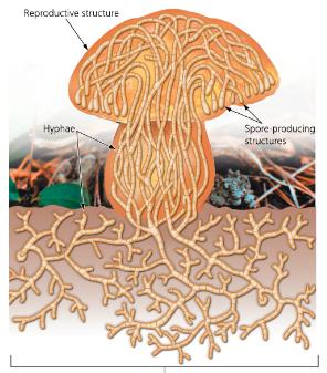 Diagram of mushroom structure and spore dispersal