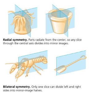 Diagram of radial and bilateral symmetry