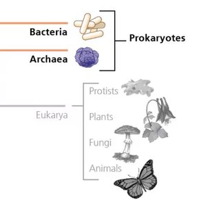 Phylogenetic tree showing Bacteria and Archaea as prokaryotes, distinct from Eukarya