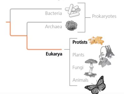 Phylogenetic tree showing Eukarya and the position of protists