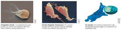 Images of flagellates and amoeba