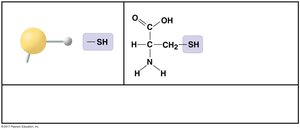 Sulfhydryl Example General Biology Study Guide: Carbon and Molecular Diversity | Notes