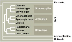 SAR supergroup phylogeny