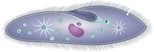 Paramecium structure