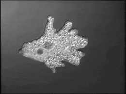 Foraminiferan fossils and shells
