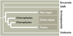 Archaeplastida phylogeny: red algae, green algae, plants