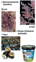 Red algae diversity and uses