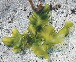 Ulva (sea lettuce), a green alga