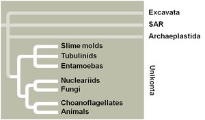 Unikonta phylogeny