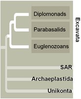 Eukaryotic supergroups: Excavata, SAR, Archaeplastida, Unikonta