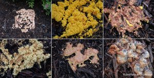 Amoebozoan diversity