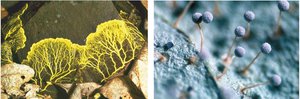 Slime mold diversity