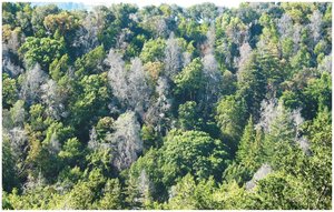 Forest affected by sudden oak death (Phytophthora)