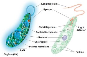 Euglena structure and organelles
