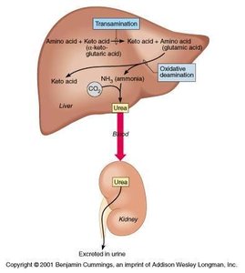 Liver and kidney in urea formation and excretion