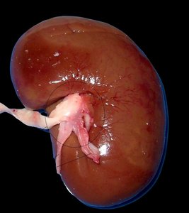Kidney structure