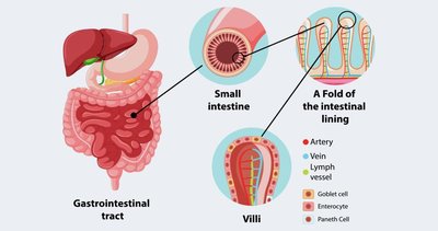 Gastrointestinal tract and villi structure