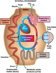 Integration of digestive, respiratory, circulatory, and urinary systems