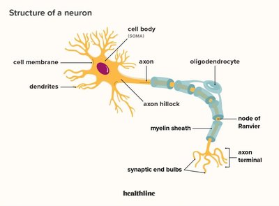 Structure of a neuron