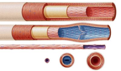 Comparison of artery, vein, and capillary structure